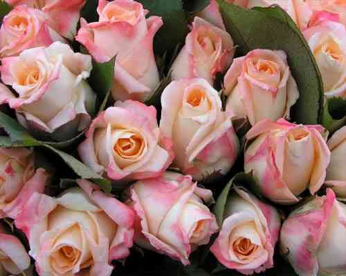 Freiland-Rosen,rose-weiss,großblumig,10 Stück,30-40cm lang,Bundware