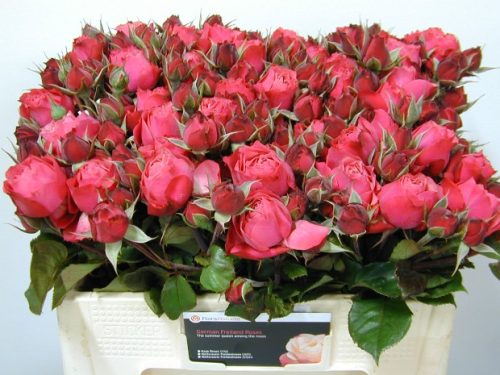 Freiland-Rosen,pink,mehrblütig,10 Stück,30-40cm lang,Bundware
