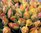 Freiland-Rosen,zweifarbig,orange-gelb,großbblumig,10 Stück,30-40cm lang,Bundware