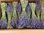 Lavendel,getrocknet,1dickes Bund,direkt aus Frankreich