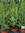 Zuckerhutfichte,Picea glauca,40 cm