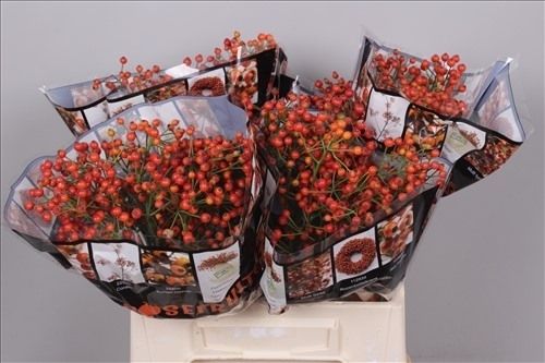 Rosenfruchtstände,Hagebutten,rot,10 Stiele 40cm - 50cm  lang