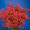 Schleierkraut,Gypsphylla,10 Stück,rot,gefärbt,70 cm,