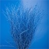 Birkenzweige-Zweige gefärbt,blau,Bundware,ca.60cm lang