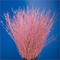 Birkenzweige-Zweige gefärbt,rosa,Bundware,ca.60cm lang