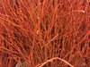 Birkenzweige-Zweige gefärbt,orange,Bundware,ca.60cm lang