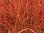 Birkenzweige-Zweige gefärbt,orange,Bundware,ca.60cm lang