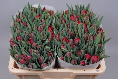 Tulpen,rot,gefüllt,10 Stück,