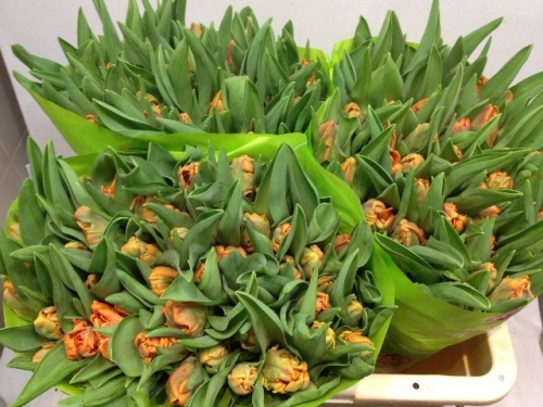 Tulpen,orange,30 Stück,Papageitulpen.