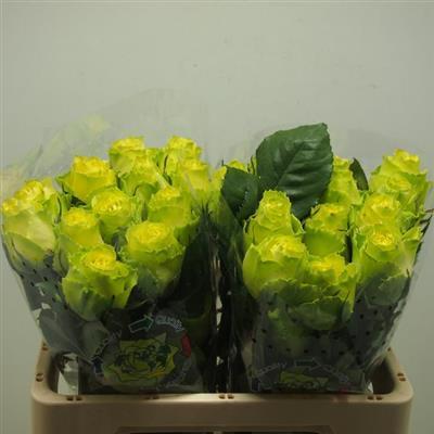 Rosen,gelb-grün,10 Stück,grbl.,40cm,Bundware