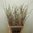 Chenomelis-Zweige,Bundware, ca 100 cm lang