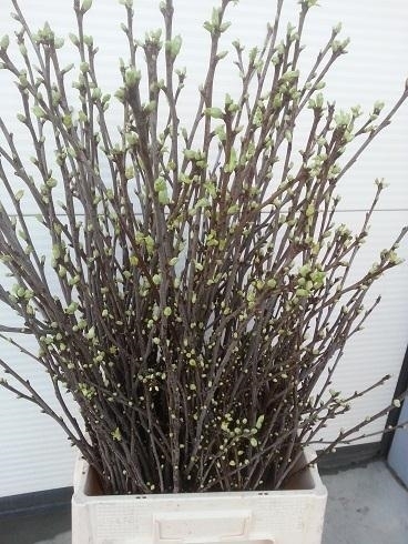 Kirschblüten-Zweige,Bundware,80-100cm lang