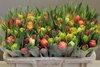 Tulpen gefüllt,gemischt,30 Stück,Bundware