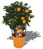 Orange,Citrus calamondin,im Topf mit Früchten