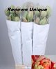 Französische Tulpen,gefüllt,Tulpen XL,10 Stück