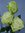 Rosen,Ecuador,grün-weiss,grbl.10Stück,ca.40cm,versetztgebündelt