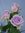 Ecuador-Rosen,10 Stück,flieder,extra-großblumig,