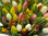 Tulpen,30 Stück,bunt gemischt,Bundware