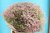 Schleierkraut,Gypsphylla,10 Stück,rosa,70 cm,