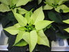 Euphorbia pulcherima,Weihnachtsstern,weiss,mini