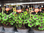 Glücksklee,Oxalis,10 Stück,mit Glücksbringer,sehr schöne Pflanzen