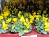 Hornveilchen,gelb,mit vielen Blüten und Knospen,1 Pflanze