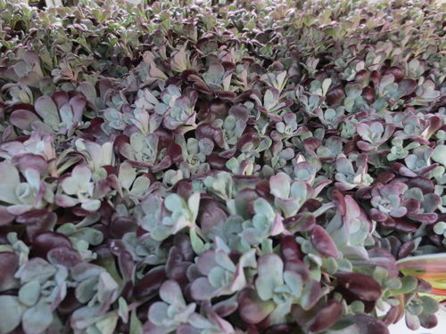 Sedum spathulifolium 'Purpureum im Topf,sehr schöne Pflanzen