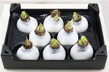 Amaryllis-Zwiebel weiss-gewachst,blüht ohne Wasser,no water,1 Stück,weitere Fragen auf Anfrage