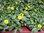 Sanvitalia procumbens,Husarenknöpfchen mit vielen Blüten und Knospen