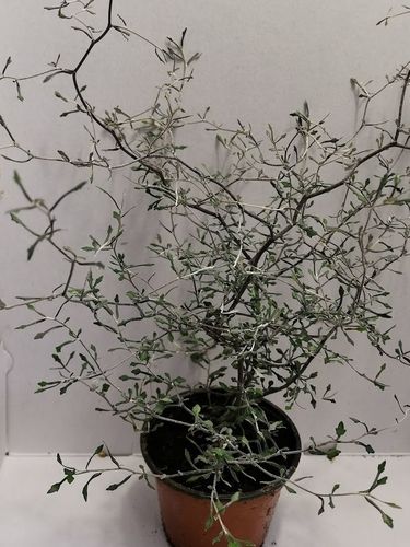 Corokia cotoneaster,Zickzackpflanze